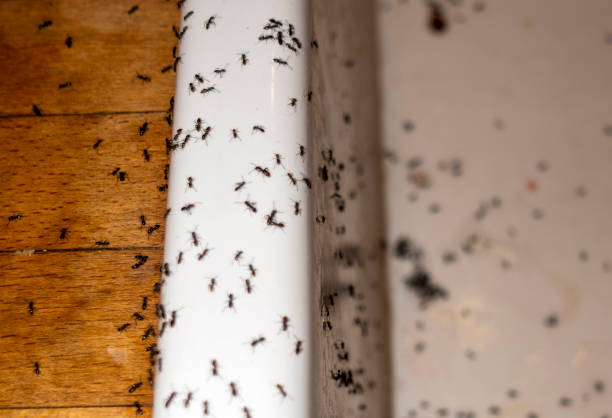 Best Mosquito Control Services  in Ballinger, TX