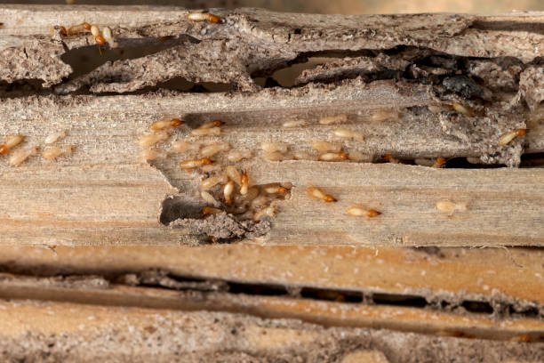 Reliable Ballinger, TX Pest Control Solutions