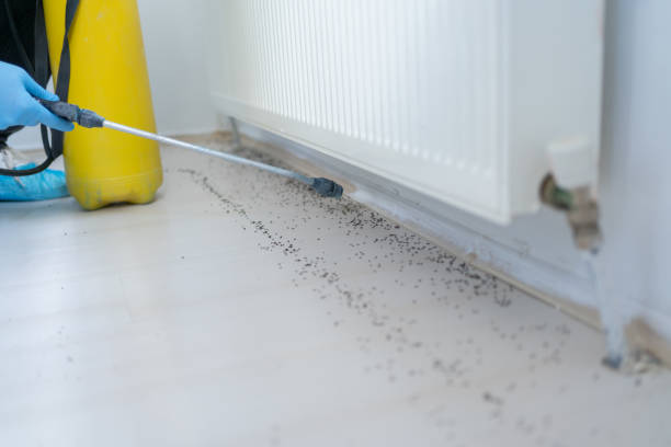 Best Wasp Removal Services  in Ballinger, TX